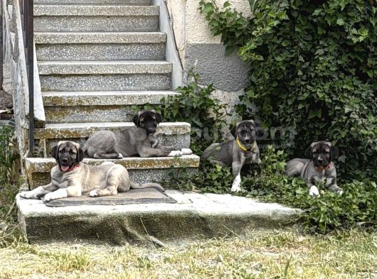Anadolu Çoban Köpeği görsel