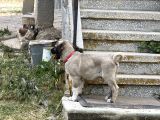 Anadolu Çoban Köpeği