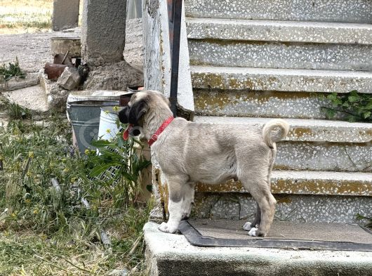 Anadolu Çoban Köpeği görsel