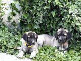 Anadolu Çoban Köpeği