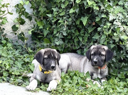 Anadolu Çoban Köpeği görsel