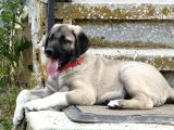 Anadolu Çoban Köpeği