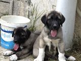 Anadolu Çoban Köpeği