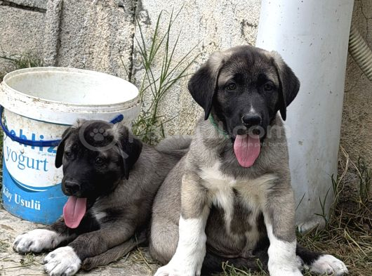Anadolu Çoban Köpeği görsel