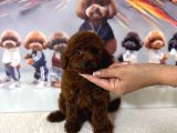 Koyu Renk Poodle Arayanlara