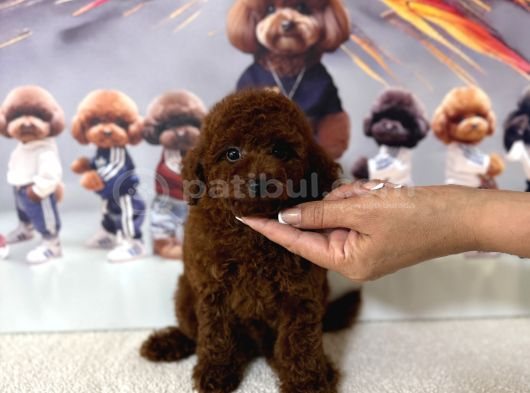Koyu Renk Poodle Arayanlara