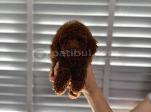 Çok Koyu Renk Poodle Erkek 3 Aylık