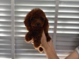 Çok Koyu Renk Poodle Erkek 3 Aylık