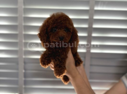 Çok Koyu Renk Poodle Erkek 3 Aylık görsel