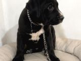 2 Aylık Dişü Cane Corso