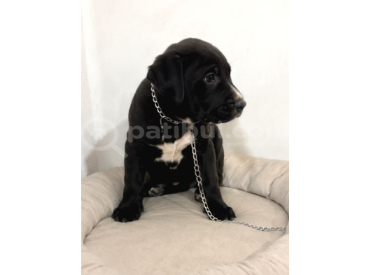2 Aylık Dişü Cane Corso görsel