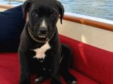 2 aylık dişü cane corso