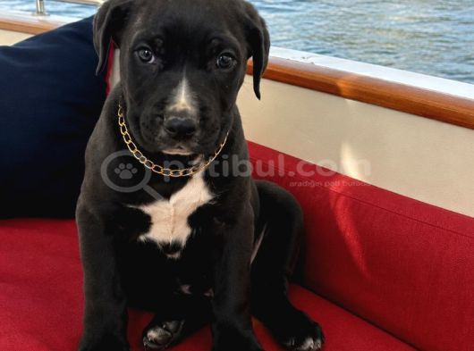 2 Aylık Dişü Cane Corso