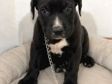 2 Aylık Dişü Cane Corso