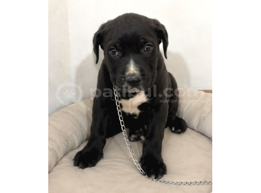 2 Aylık Dişü Cane Corso görsel