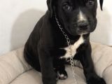 2 Aylık Dişü Cane Corso
