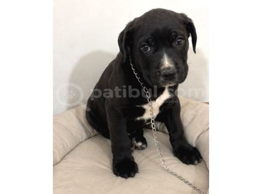 2 Aylık Dişü Cane Corso görsel