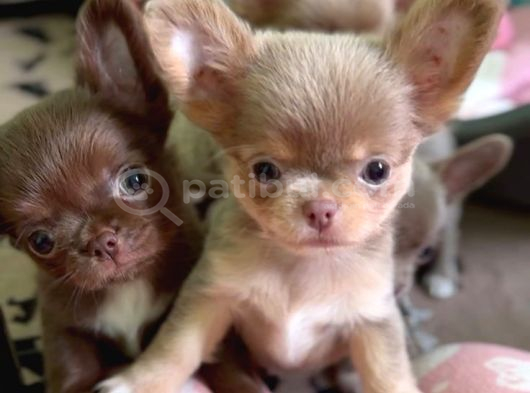 Minicik Fincan Köpekler Teacup Şivava Elma Kafalı görsel