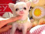 Minicik Fincan Köpekler Teacup Şivava Elma Kafalı