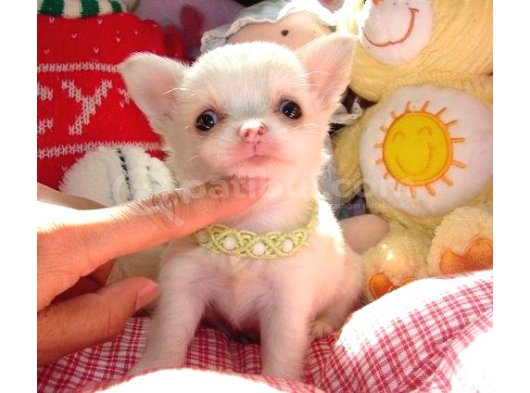 Minicik Fincan Köpekler Teacup Şivava Elma Kafalı görsel