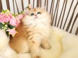 Golden British Longhair Show Kalite Safkan Yavrular