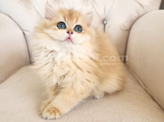 Golden British Longhair Show Kalite Safkan Yavrular görsel