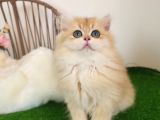 Golden British Longhair Show Kalite Safkan Yavrular
