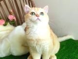Golden British Shorthair Yakışıklı Show Kalite Yavru