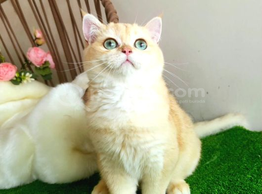 Golden British Shorthair Yakışıklı Show Kalite Yavru görsel