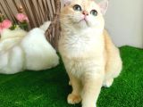 Golden British Shorthair Yakışıklı Show Kalite Yavru