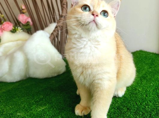 Golden British Shorthair Yakışıklı Show Kalite Yavru