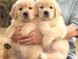GOLDEN RETRİEVER YAVRULARI