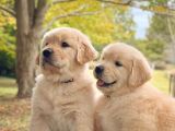 Golden Retri̇ever Yavrulari