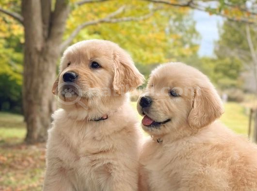 Golden Retri̇ever Yavrulari görsel