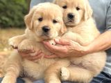 Golden Retri̇ever Yavrulari