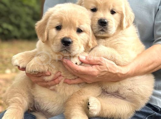 Golden Retri̇ever Yavrulari görsel