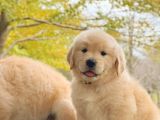 Golden Retri̇ever Yavrulari