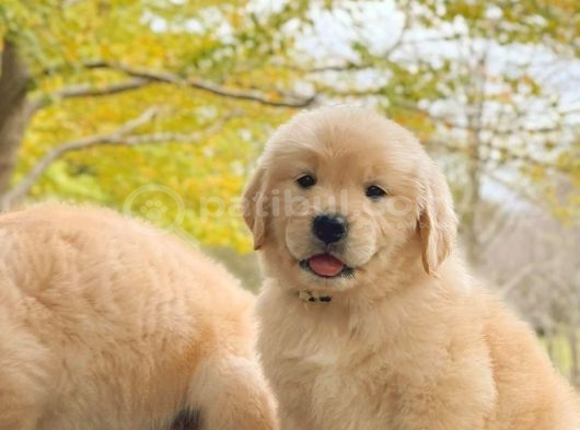 Golden Retri̇ever Yavrulari görsel