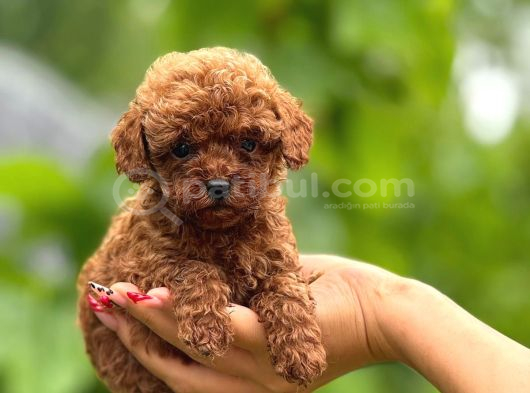 Irk Garanti̇li̇ Yavrularimiz