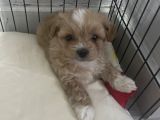Tea cup Maltipoo