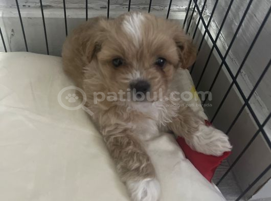 Tea Cup Maltipoo