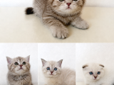 Pamuk Tüylü Scottish Fold Ve Brittish Yavrularımız