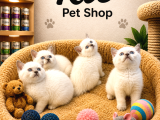 Mükemmel güzellikte british shorthair yavrularımız