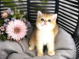Orijinal British Shorthair Golden