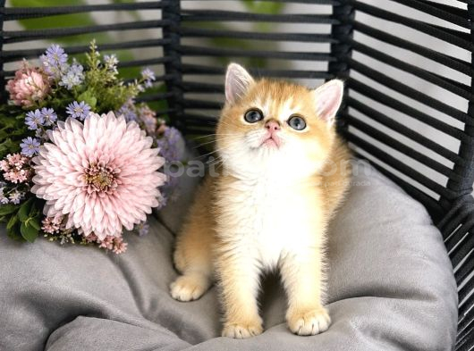 Orijinal British Shorthair Golden görsel