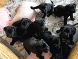 Cane Corsa Yavrulari Ankara