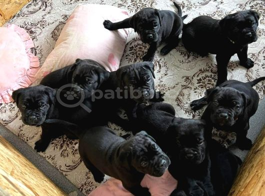Cane Corsa Yavrulari Ankara görsel