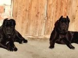 Cane Corsa Yavrulari Ankara