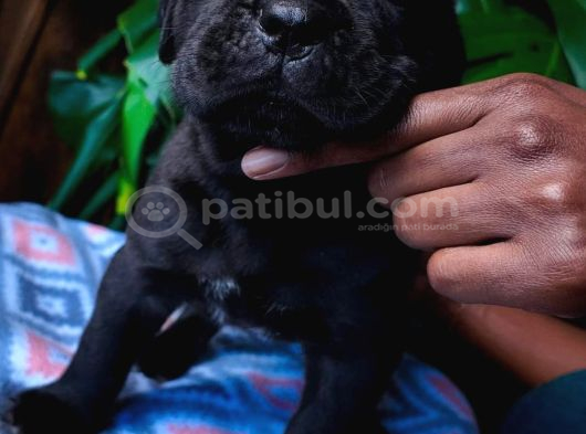 Cane Corsa Yavrulari Ankara görsel