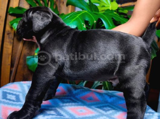 Cane Corsa Yavrulari Ankara